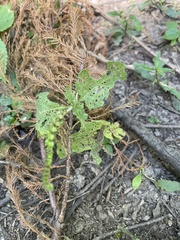 Heliotropium