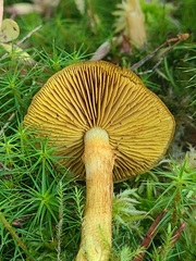 Cortinarius croceus