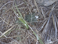Trithrinax campestris