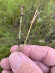 Paspalum scrobiculatum