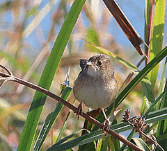 Cistothorus stellaris