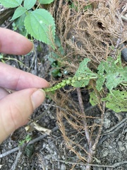 Heliotropium