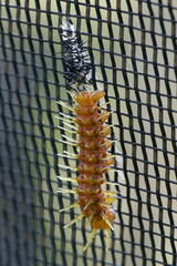 Papilionoidea
