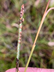 Paspalum scrobiculatum
