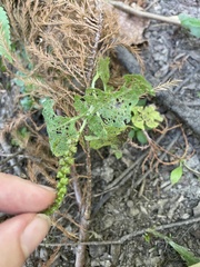 Heliotropium