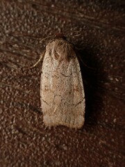 Protolampra rufipectus