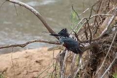 Megaceryle maxima maxima