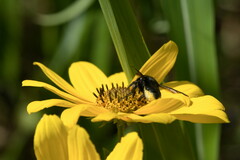 Megachile xylocopoides