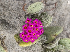 Abronia maritima