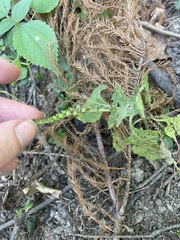 Heliotropium