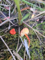 Hygrocybe substrangulata