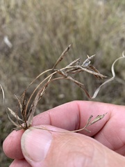 Cyperus tetraphyllus