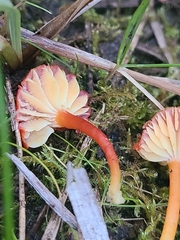 Hygrocybe substrangulata