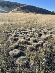 Muhlenbergia montana