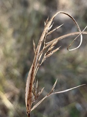 Cyperus tetraphyllus