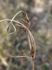 Cyperus tetraphyllus