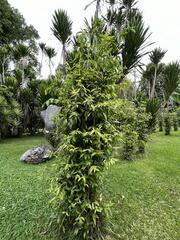 Dracaena surculosa maculata