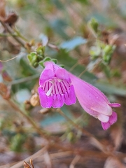 Penstemon richardsonii