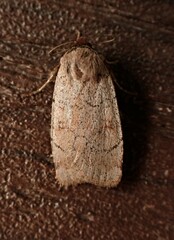 Protolampra rufipectus
