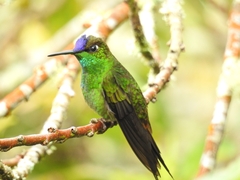 Heliodoxa leadbeateri