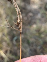 Cyperus tetraphyllus