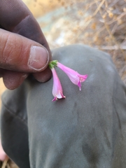 Penstemon richardsonii
