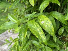 Dracaena surculosa maculata