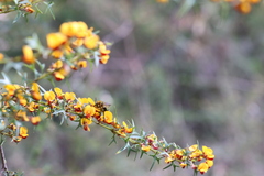 Xylocopa aerata