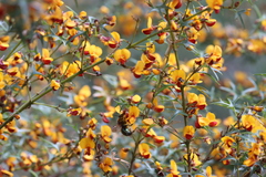 Xylocopa aerata