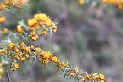 Xylocopa aerata