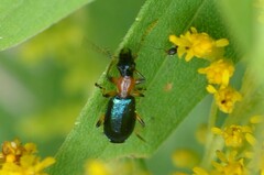 Calleida punctata