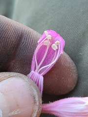 Penstemon richardsonii