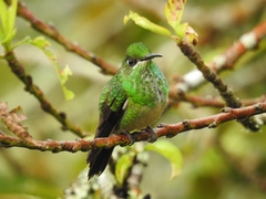 Heliodoxa leadbeateri