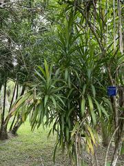 Dracaena angustifolia