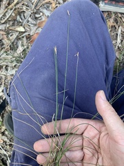 Fimbristylis tristachya