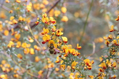 Xylocopa aerata