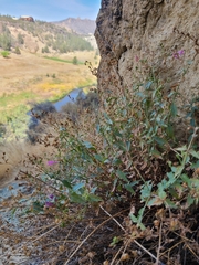 Penstemon richardsonii