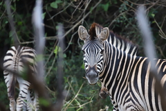 Equus quagga chapmani