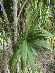 Dracaena angustifolia