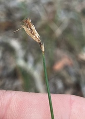 Fimbristylis tristachya