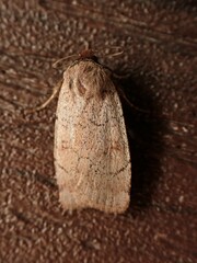 Protolampra rufipectus
