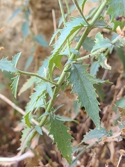Penstemon richardsonii