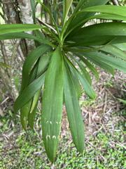 Dracaena angustifolia