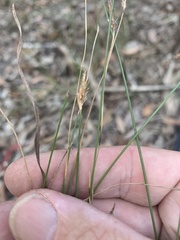 Fimbristylis tristachya