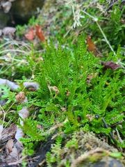 Selaginella douglasii