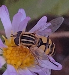 Helophilus latifrons