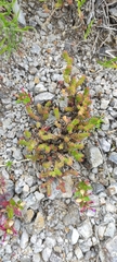 Sedum moranense