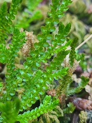 Selaginella douglasii