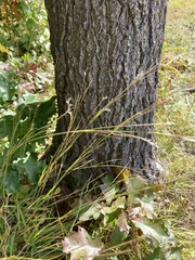 Schizachyrium scoparium