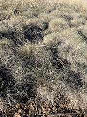 Muhlenbergia montana